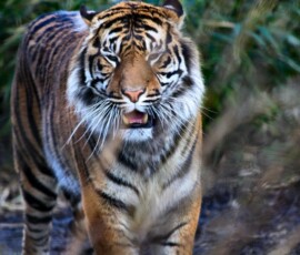 Chester_Zoo_5_1632