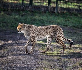 Chester_Zoo_5_1995