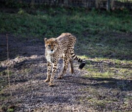 Chester_Zoo_5_1998