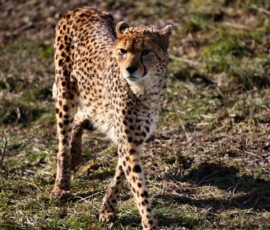 Chester_Zoo_5_2027