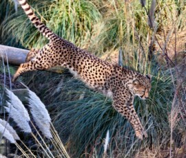 Chester_Zoo_5_2323