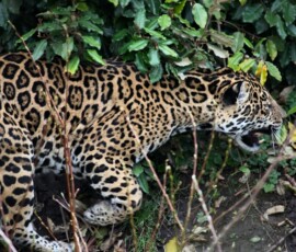 Chester_Zoo_7_0457