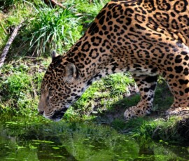 Chester_Zoo_7_0783