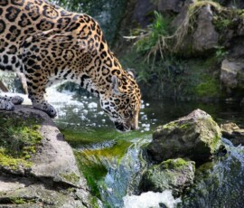 Chester_Zoo_7_1055