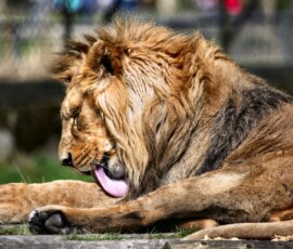 Chester_Zoo_7_1361