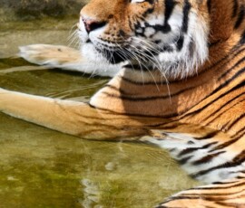 ColchesterZoo_2222