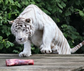 ColchesterZoo_2701
