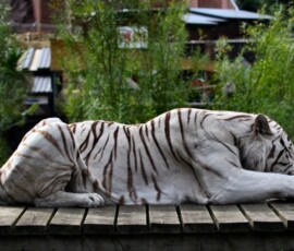 ColchesterZoo_2882
