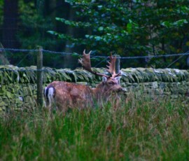 DeerRut_114