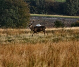 DeerWS_0117