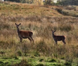 DeerWS_0479