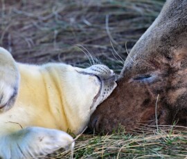 DonnaNook2011_0943