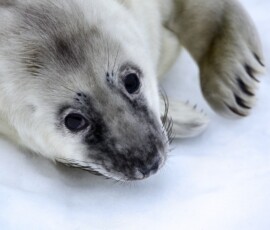 DonnaNook_0050