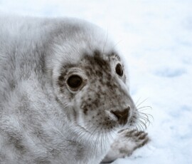 DonnaNook_0104