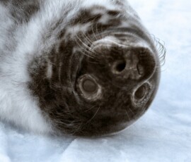 DonnaNook_0109