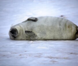 DonnaNook_0632