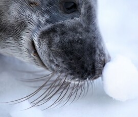 DonnaNook_0696