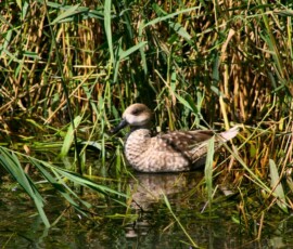 LondonWWT_111
