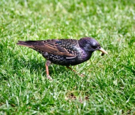 London_129