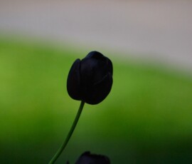 London_456