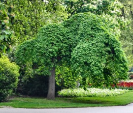 London_504