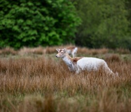 LymeParkAgain_0270