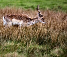 LymeParkAgain_0407
