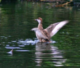 MartinMere2_0009