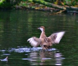 MartinMere2_0010
