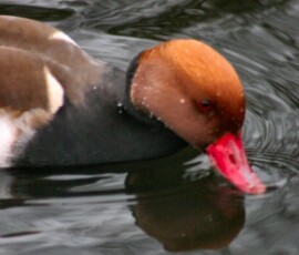 MartinMere2_0032