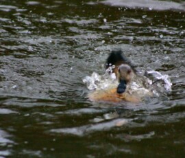 MartinMere2_0043