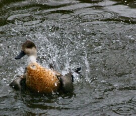 MartinMere2_0058