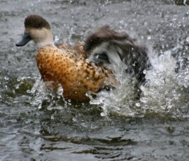 MartinMere2_0083