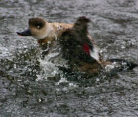 MartinMere2_0101