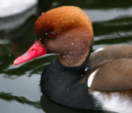 MartinMere2_0169