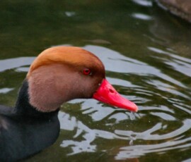 MartinMere2_0174