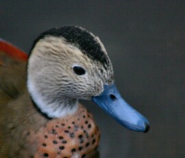 MartinMere2_0195
