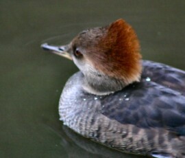 MartinMere2_0211