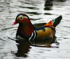 MartinMere2_0256
