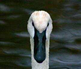 MartinMere2_0269