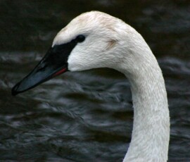 MartinMere2_0271