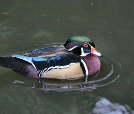 MartinMere2_0302
