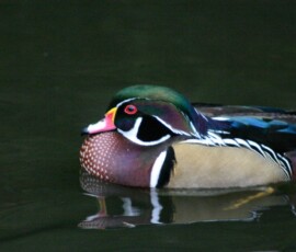MartinMere2_0308