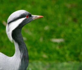 MartinMere2_0327