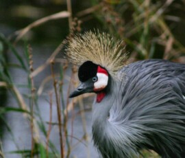MartinMere2_0329