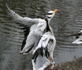 MartinMere2_0382