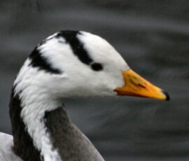 MartinMere2_0387