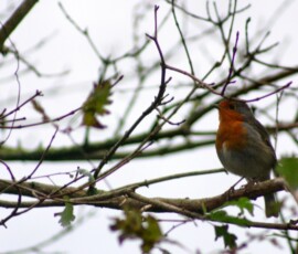 MartinMere2_0426