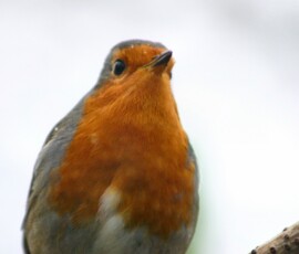 MartinMere2_0451