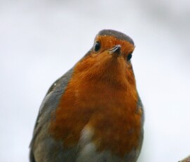 MartinMere2_0453